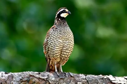 Northern Bobwhite Quail: Facts, Uses, Pictures, Origins & Χαρακτηριστικά