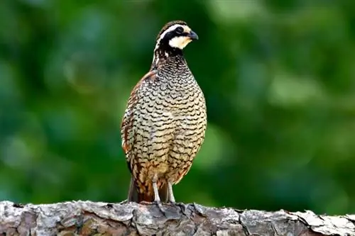 Northern Bobwhite Quail: Feite, Gebruike, Prente, Oorsprong & Kenmerke