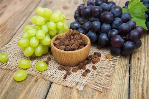 Pse rrushi i thatë & Rrushi është toksik për qentë (Përgjigja e Veterinës)