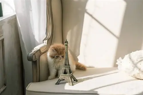 Mais de 200 nomes franceses para gatos: opções elegantes para o seu gato (com significados)