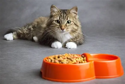 Cara Menukar Makanan Kucing (3 Petua Berguna)
