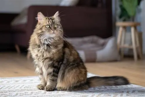 250 majesteettista kissannimeä: ylpeitä ja siroja vaihtoehtoja kissallesi