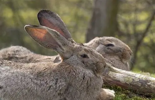 Flemish Giant Rabbit: Impormasyon, Mga Larawan, Mga Katangian, & Mga Katotohanan