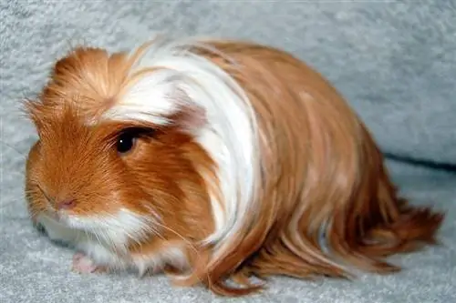 Coronet Guinea Pig: Info, Gambar, Sifat, & Fakta