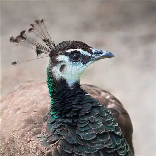Kongo Tavus Kuşu: Gerçekler, Kullanımlar, Kökenler & Özellikler (Resimlerle)
