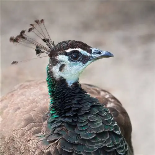 Congo Peafowl: Mga Katotohanan, Paggamit, Pinagmulan & Mga Katangian (na may mga Larawan)