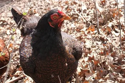 Cornish Chicken: Mga Katotohanan, Mga Gamit, Pinagmulan, Mga Larawan, & Mga Katangian