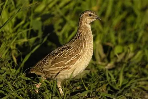 Coturnix Quail: Fakte, Përdorime, Origjina, Piktura & Karakteristikat