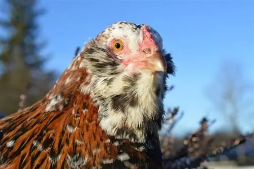 Orloff kylling: fakta, levetid, oppførsel & Pleieveiledning (med bilder)