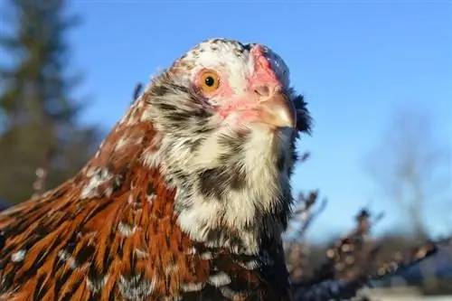 Orloff-Huhn: Fakten, Lebensdauer, Verh alten & Pflegeanleitung (mit Bildern)