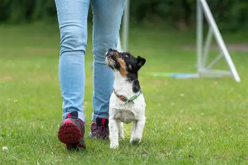 วิธีสอนสุนัขให้ส้นเท้า – 7 เคล็ดลับที่ได้ผล