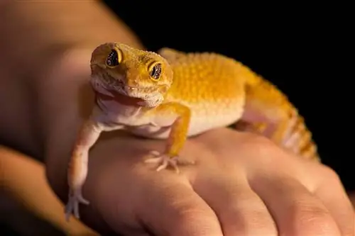 Comment voyager avec un gecko léopard (7 astuces intéressantes & astuces)