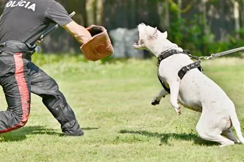 Quão forte é a força de mordida de um Dogo Argentino? (Medida PSI & Fatos)