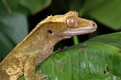 Quina és la temperatura ideal per als geckos amb cresta? (Guia 2023)