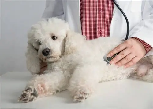 7 vấn đề sức khỏe của Poodle bạn cần biết – Nhận thức về sức khỏe giống chó