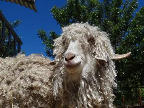 Informació de la cabra d'Angora: fets, imatges, comportament & Guia de cura