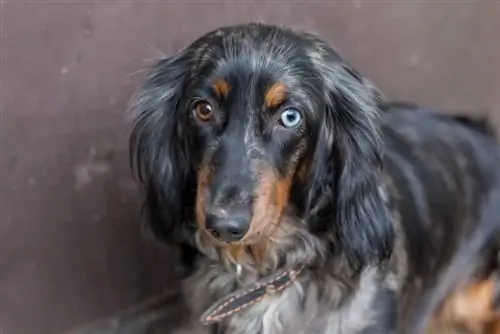 Dachshunds soltam muito pelo? Tudo que você quer saber