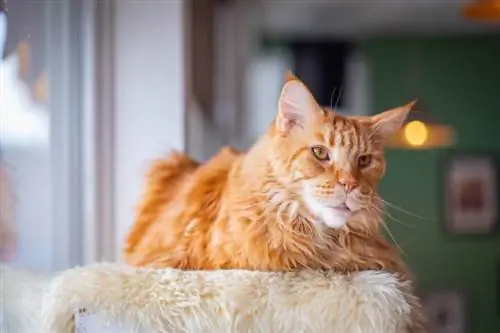 Tennessee Rex mačka: slike, vodič za njegu, informacije & Više