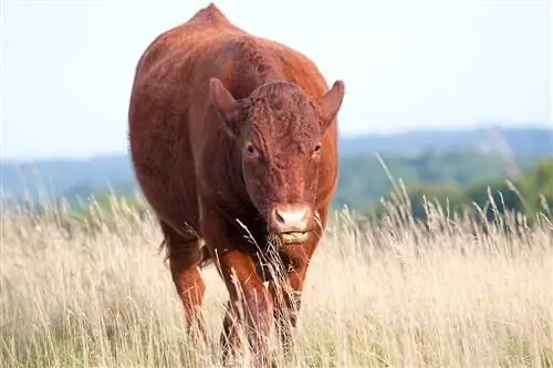 Raca Devon Cattle: Fakte, Përdorime, Origjina & Karakteristikat (me foto)