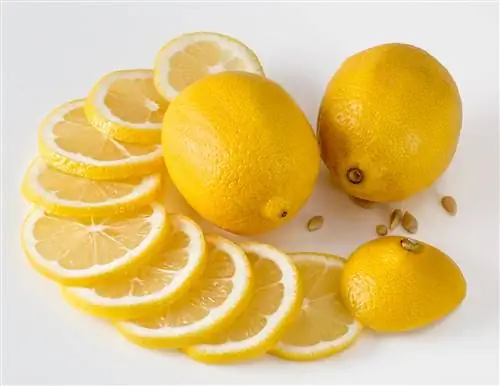 Mohou morčata jíst citrony? Vše, co chcete vědět