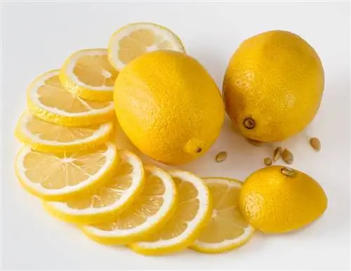 Gvineya cho'chqalari limon yeyishi mumkinmi? Siz bilmoqchi bo'lgan hamma narsa