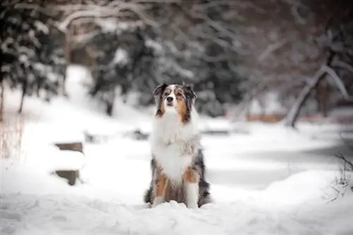 12 Australian Shepherd He alth Issues to Look Out For