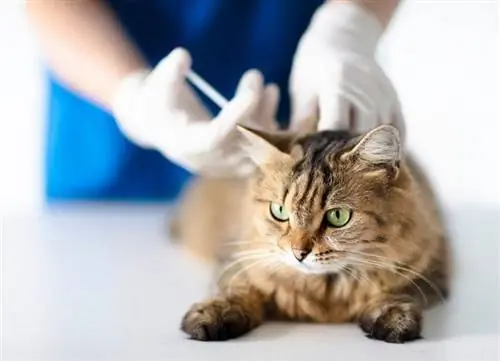 Kako pogosto mačka potrebuje cepljenje proti steklini? Presenetljiv odgovor