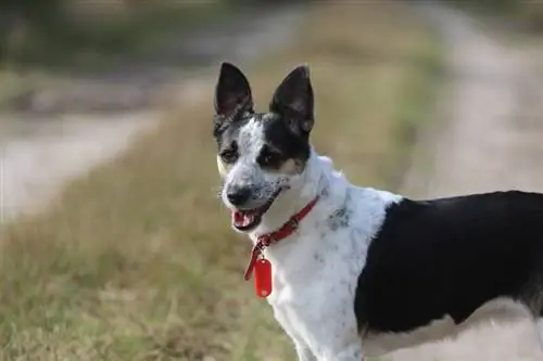 125 ชื่อ Rat Terrier ที่เป็นที่นิยมและไม่ซ้ำใคร