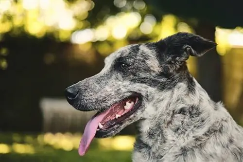 200 popularnych i unikalnych imion dla australijskich psów pasterskich