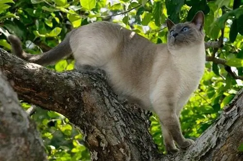 Siamská kočka Blue Point: Fakta, původ & Historie (s obrázky)