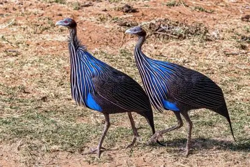 Vulturine Guinea Fowl: фактілер, пайдалану, суреттер, шығу тегі & сипаттамалары