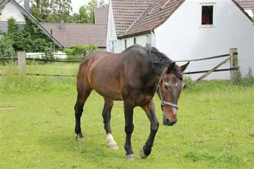 Вестфальские лошади: факты, продолжительность жизни, поведение, фотографии, & Руководство по уходу