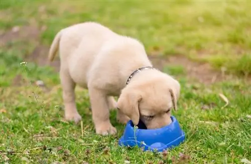 10 อาหารลูกสุนัขที่ดีที่สุดสำหรับ Labs ในปี 2023 – รีวิว & รายการยอดนิยม