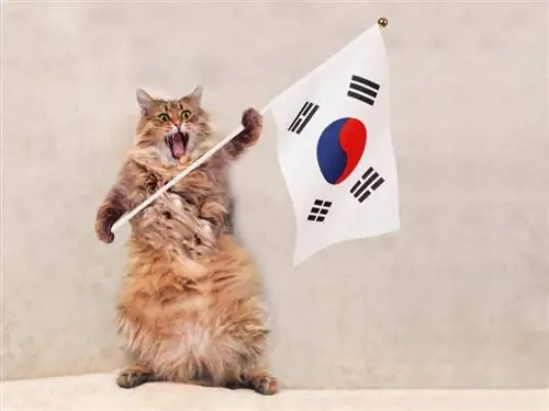 130 Korean Cat Names: Mga Natatanging Opsyon para sa Iyong Pusa (May Mga Kahulugan)