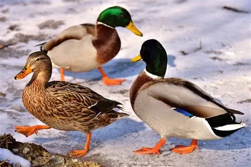 12 najlepszych ras kaczek w niskich temperaturach (ze zdjęciami)