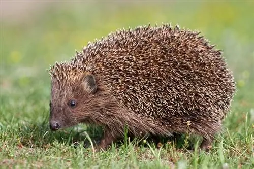 Wild European Hedgehog: Info, Care & Traits (with Pictures)