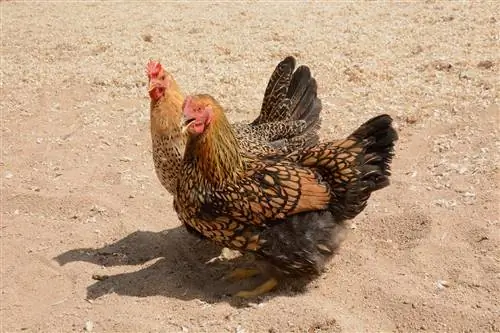 Wyandotte Chicken: Faktlar, umr ko'rish davomiyligi, xususiyatlari & Xizmat (rasmlar bilan)