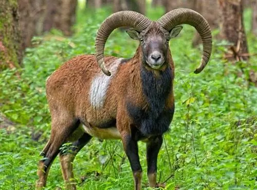 13 увлекательных & забавных фактов об овцах, которых вы никогда не знали