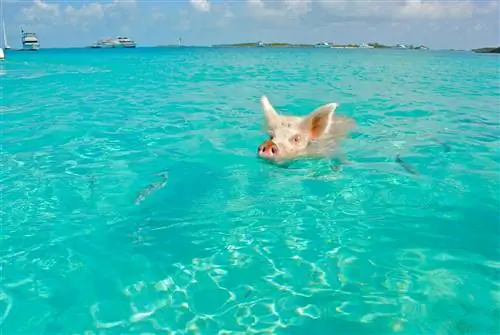 Pot porcii să înoate? Le place?