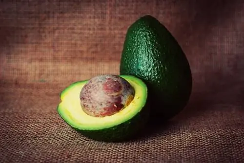 Kan igelkottar äta avokado? Vad du behöver veta
