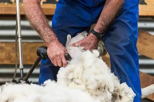 Vinden schapen het leuk om geschoren te worden? Is het humaan?