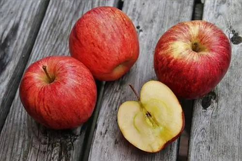 เม่นกินแอปเปิ้ลได้ไหม? สิ่งที่คุณต้องรู้