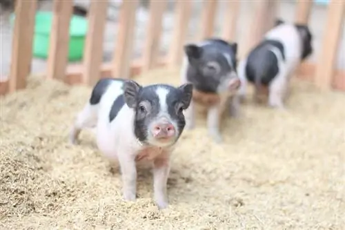 Hvad spiser pot-bellied mini-grise? Hvad du behøver at vide