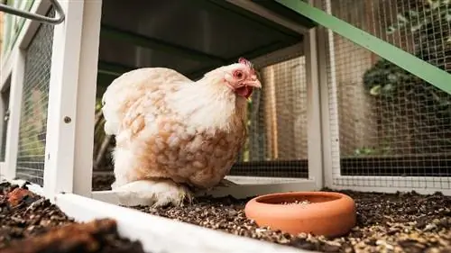 Milyen az ideális hőmérséklet a csirkék számára? (A meglepő válasz!)