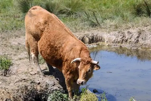 Quantos estômagos as vacas têm?