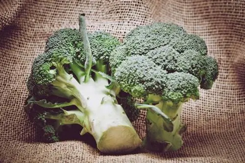 Kan krimpvarkies broccoli eet? Wat jy moet weet