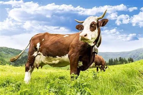 Con bò có thể nhảy cao bao nhiêu? Họ có thể nhảy một hàng rào?