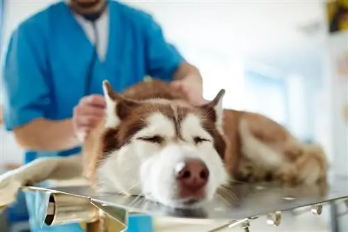 Displazia șoldului la câini: simptome, prevenire și tratament