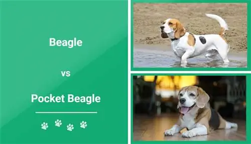 Beagle vs Pocket Beagle: Hvordan er de forskellige? (Med billeder)