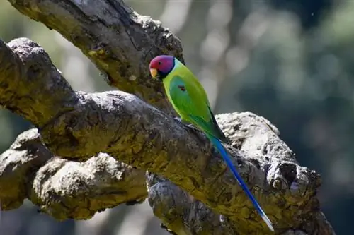 Ploomipealine papagois: isiksus, toit, pildid, & hooldusjuhend